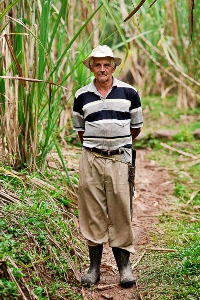 man in sugar cane field