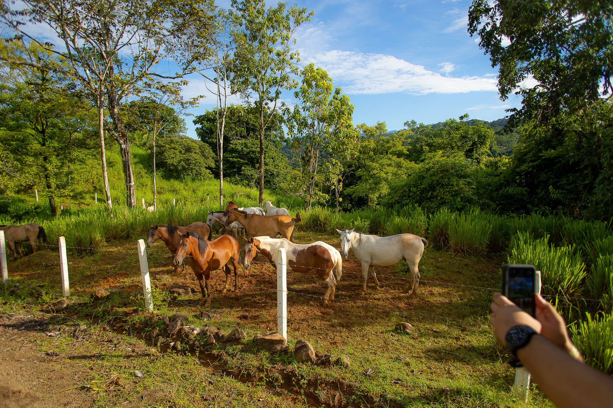 Horses in Nauyaca