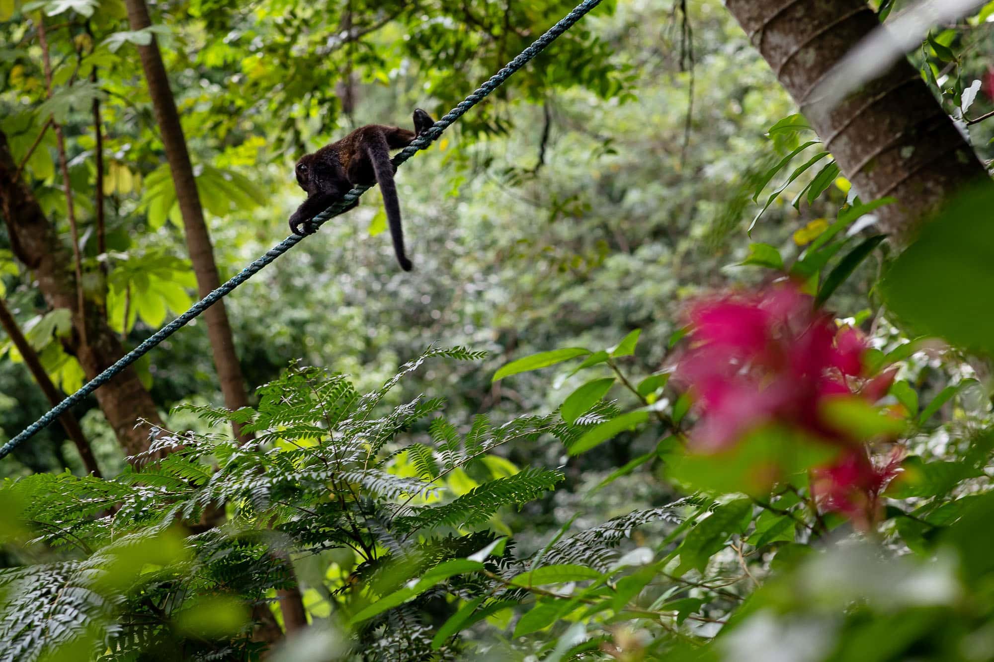 monkey crawling along a rope bridge in the jungle