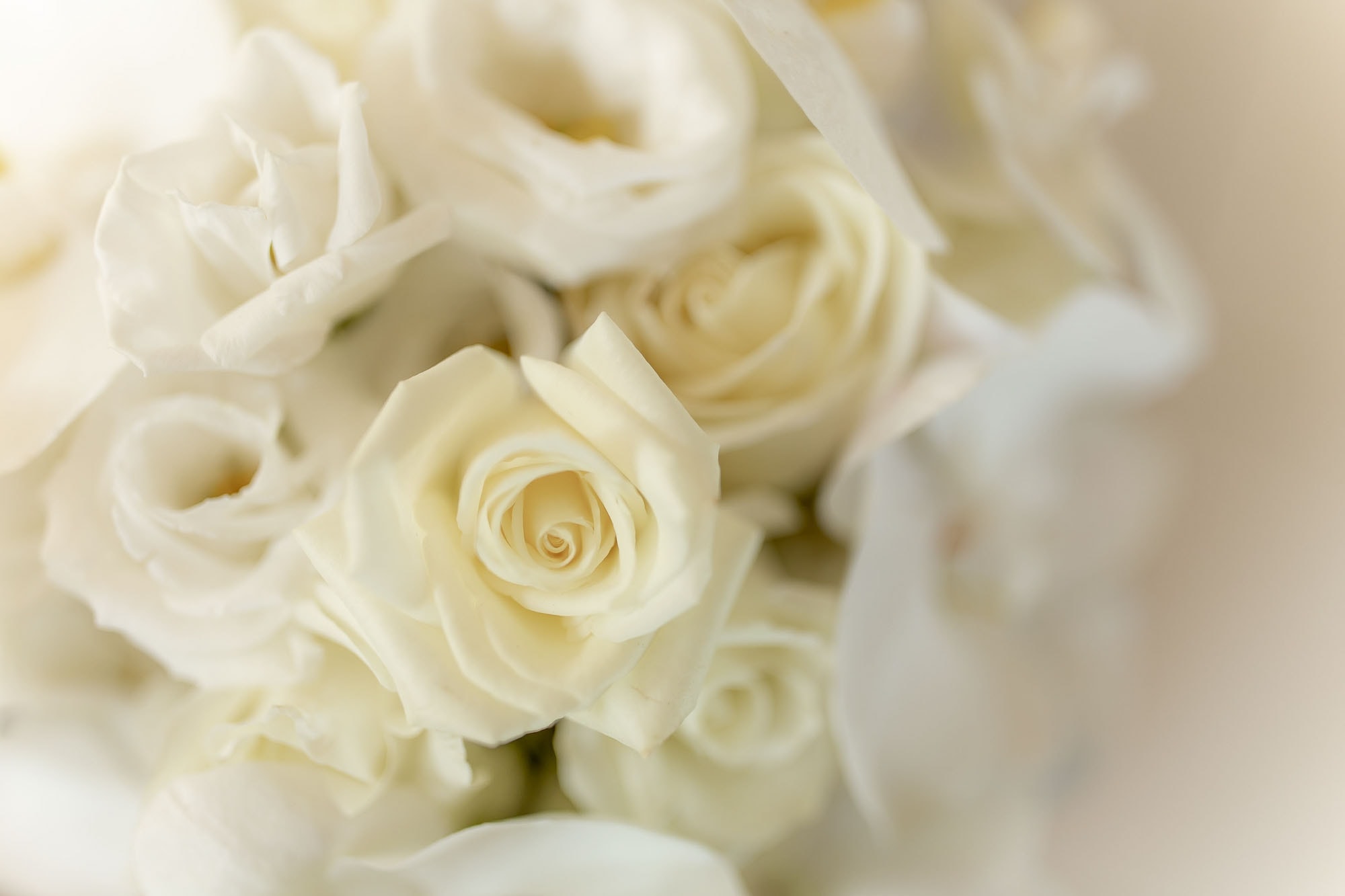 closeup of the bride's white flowers